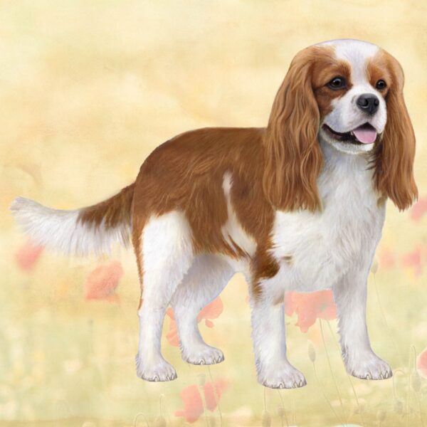 CAV KING CHARLES TRI COLOR, STANDING HOME COASTERS