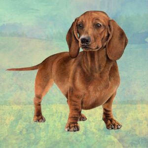 DACHSHUND RED STANDING HOME COASTERS