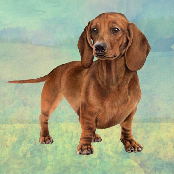 DACHSHUND RED STANDING HOME COASTERS