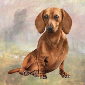 DACHSHUND RED SITTING HOME COASTERS
