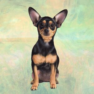 CHIHUAHUA , BLACK AND TAN SITTING HOME COASTERS