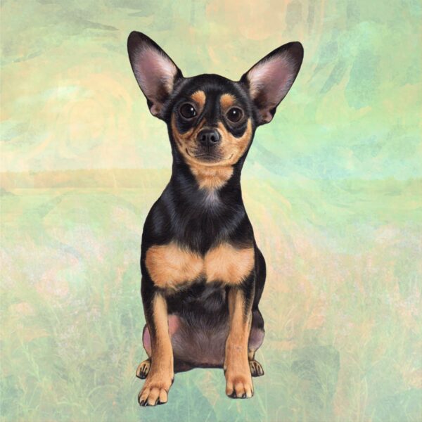 CHIHUAHUA , BLACK AND TAN SITTING HOME COASTERS