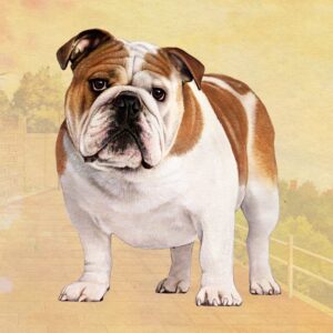 BULLDOG STANDING HOME COASTERS