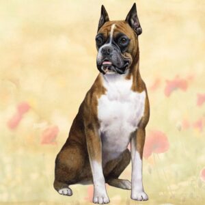 BOXER SITTING CROPPED HOME COASTERS