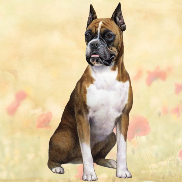 BOXER SITTING CROPPED HOME COASTERS