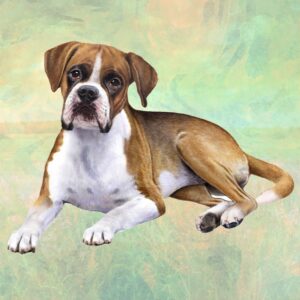 BOXER  LAYING HOME COASTERS