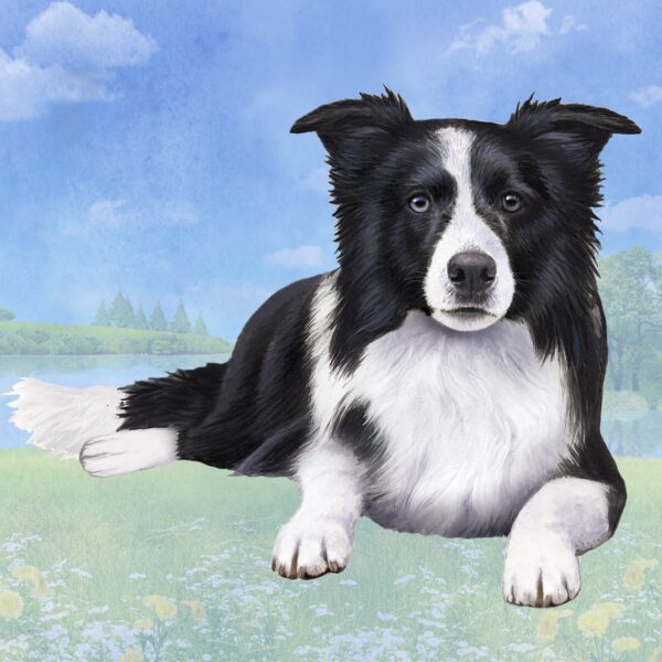 BORDER COLLIE SITTING HOME COASTERS