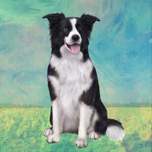 BORDER COLLIE LAYING HOME COASTERS