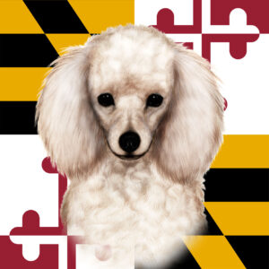 POODLE WHITE BEST OF BREED - GARDEN FLAG