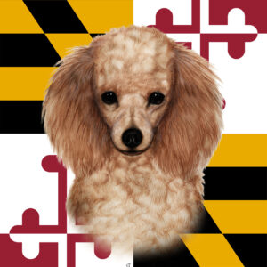 POODLE APRICOT BEST OF BREED - GARDEN FLAG