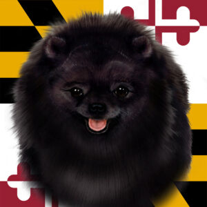 POMERANIAN BLACK BEST OF BREED - GARDEN FLAG