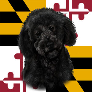 LABRADOODLE BLACK BEST OF BREED - GARDEN FLAG
