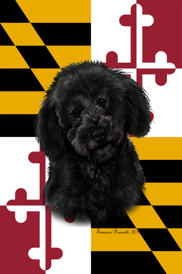 LABRADOODLE BLACK BEST OF BREED - GARDEN FLAG