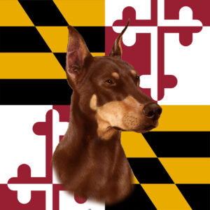 DOBERMAN RED CROPPED BEST OF BREED - GARDEN FLAG