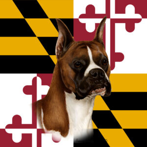 BOXER FAWN CROPPED BEST OF BREED - GARDEN FLAG
