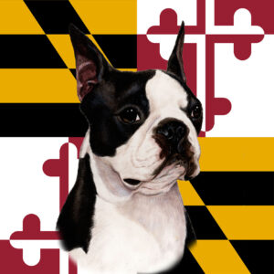 BOSTON TERRIER BEST OF BREED - GARDEN FLAG
