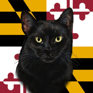 BLACK CAT SHORT HAIR BEST OF BREED - GARDEN FLAG