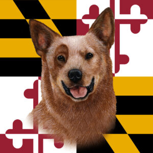 AMERICAN CATTLE DOG RED BEST OF BREED - GARDEN FLAG