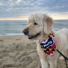 MARYLAND PET BANDANA - ROCKY - Image 2