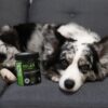Calming CBD Supplement For Dogs - Image 2