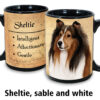 Sheltie, sable and white - Image 2