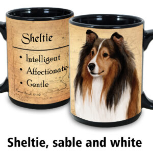 Sheltie, sable and white