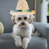 Dog Sombrero Hats - Image 3