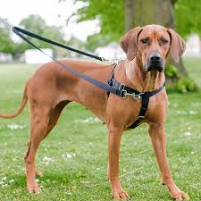 a large brown dog standing on top of a lush green field