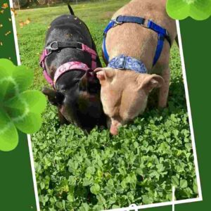 a couple of dogs that are standing in the grass