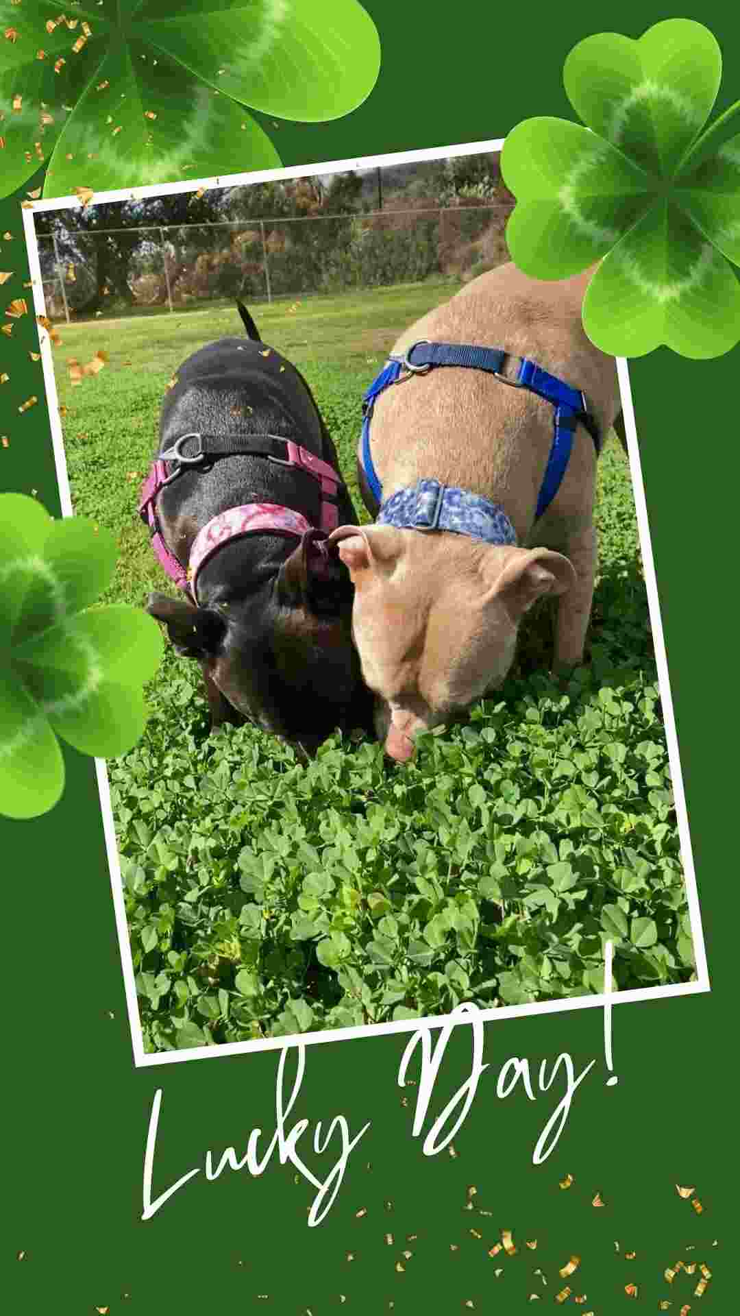 a couple of dogs that are standing in the grass