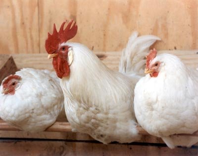 Three chickens resting in a chicken coop
