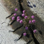 Purple flowers grow within crevice of a sidewalk