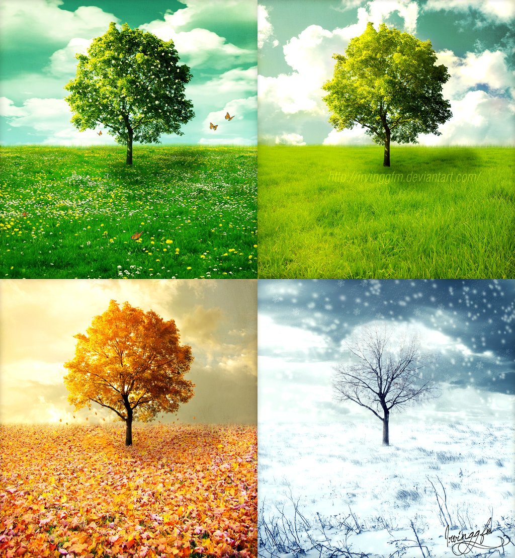 Four panels display a tree going through the four seasons