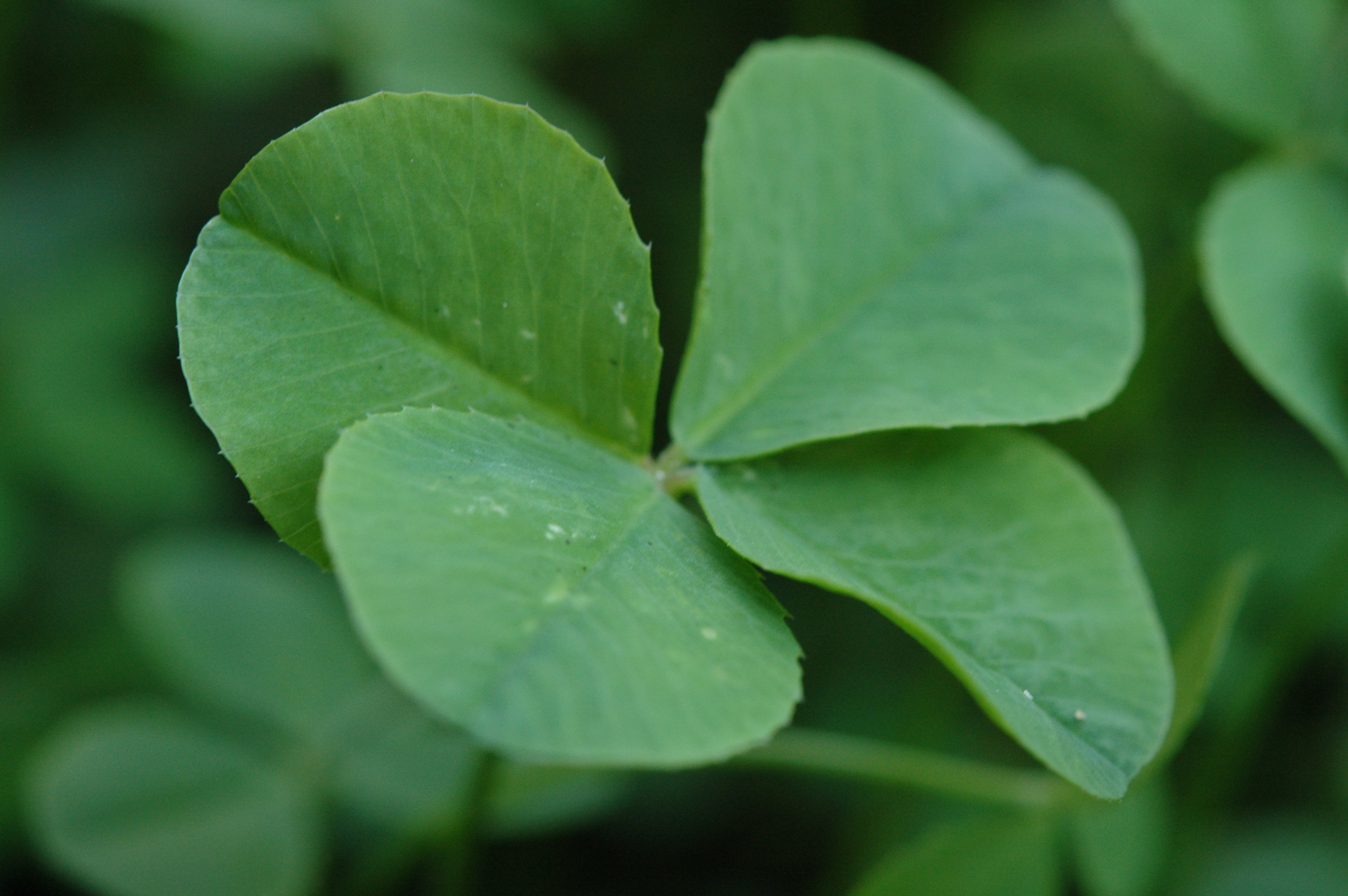 Closeup of four leaf clover
