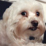 Closeup of white poodle with beady eyes