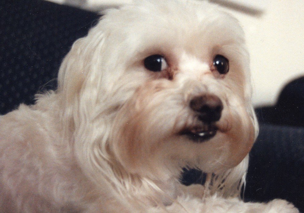 Closeup of white poodle with beady eyes