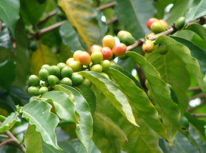 organic coffee plant
