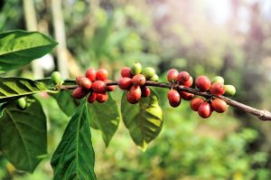 organic coffee beans