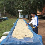 Paradise Mountain Coffee Farm