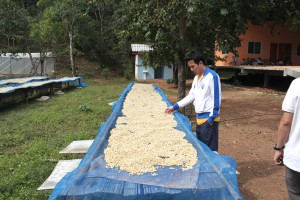 Paradise Mountain Coffee Farm