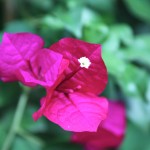 Paradise Mountain Flowers