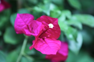 Paradise Mountain Flowers