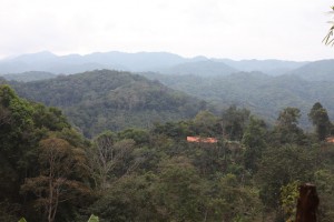 Paradise Mountain Coffee Farm Hills