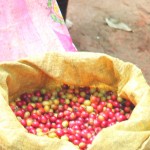 Paradise Mountain Fresh Coffee Beans