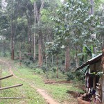 Paradise Mountain Thailand Coffee Farm