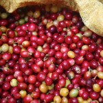 Paradise Mountain Thailand Coffee Beans