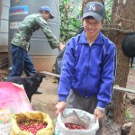 Paradise Mountain Thailand Coffee Bean Harvest