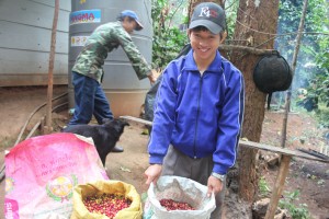 Paradise Mountain Thailand Coffee Bean Harvest