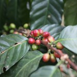 Paradise Mountain Thailand Coffee Bean