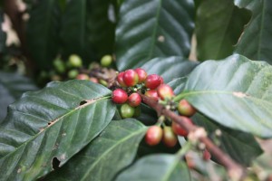 Paradise Mountain Thailand Coffee Bean